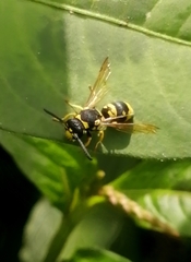 Allodynerus delphinalis