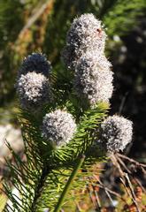 Sorocephalus alopecurus