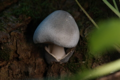 Volvariella caesiotincta