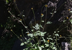Tithonia thurberi