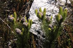 Sorocephalus alopecurus