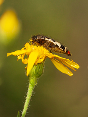Acmaeodera amabilis