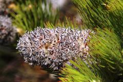 Sorocephalus alopecurus