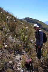 Sorocephalus alopecurus