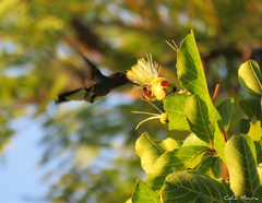 Chionomesa fimbriata