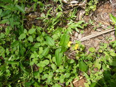 Aneilema aequinoctiale