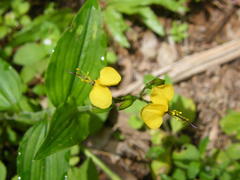 Aneilema aequinoctiale
