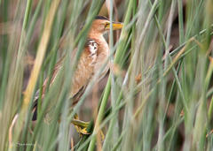 Ixobrychus minutus payesii