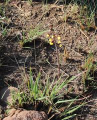 Eulophia tuberculata