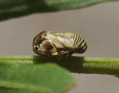 Clastoptera lineatocollis