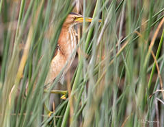 Ixobrychus minutus payesii