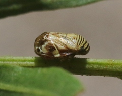 Clastoptera lineatocollis