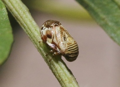 Clastoptera lineatocollis