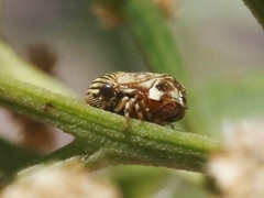 Clastoptera lineatocollis