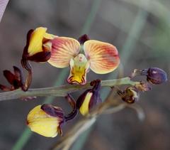 Eulophia tuberculata