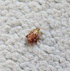 Calotheca