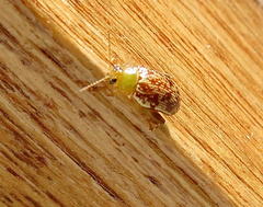 Calotheca