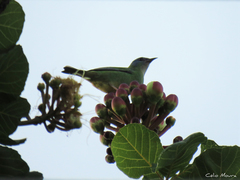 Dacnis cayana