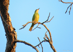 Dacnis cayana
