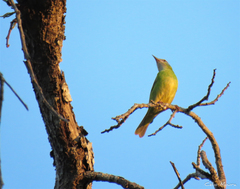 Dacnis cayana