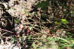 Pelargonium patulum patulum