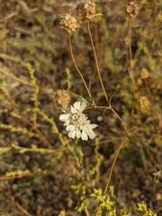 Scabiosa praemontana