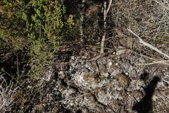 Pelargonium patulum patulum