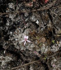 Pelargonium patulum patulum