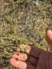 Scabiosa praemontana