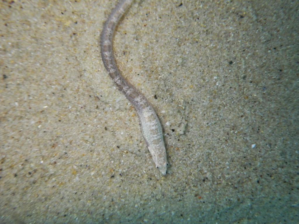 Elongate Sand Klipfish