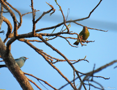 Dacnis cayana