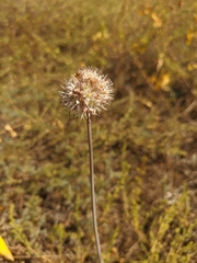 Allium tarkhankuticum