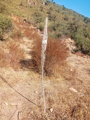 Drimia numidica