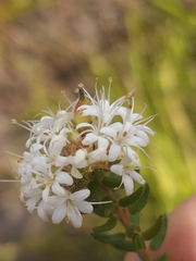 Agathosma planifolia
