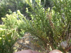 Chrysocoma coma-aurea