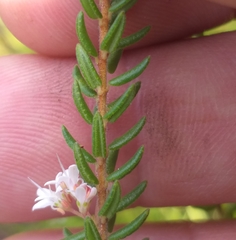 Agathosma planifolia