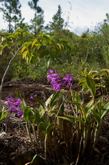Guarianthe bowringiana, photograph (c) Glynn Morris, some rights reserved (CC BY)