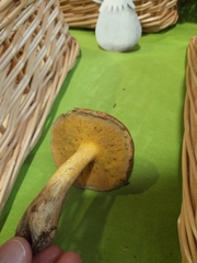 Suillus punctipes