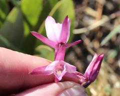 Eulophia hians hians