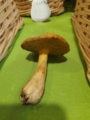 Suillus punctipes
