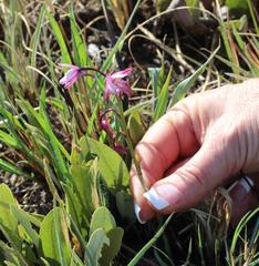 Eulophia hians hians