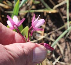 Eulophia hians hians