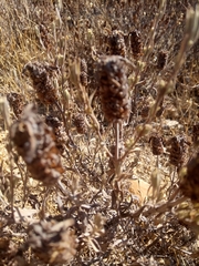 Lavandula stoechas image