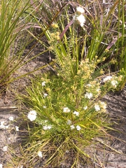 Agathosma planifolia