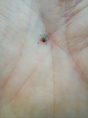 Strophosoma capitatum