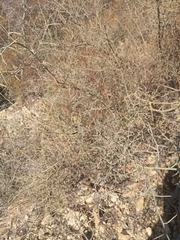 Calicotome spinosa