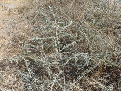 Artemisia santonicum