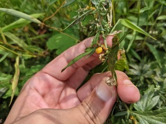 Smicronyx sculpticollis