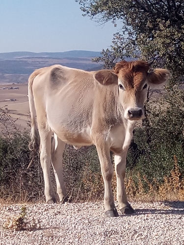 Domestic Cattle in the wild — India wildlife