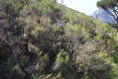 Erica mauritanica
